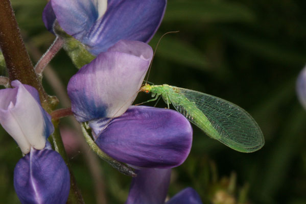 Chrysoperla carnea - The Common Green Lacewing