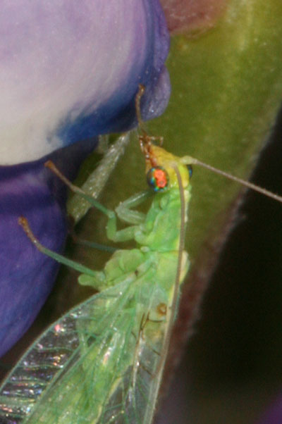 Chrysoperla carnea - The Common Green Lacewing