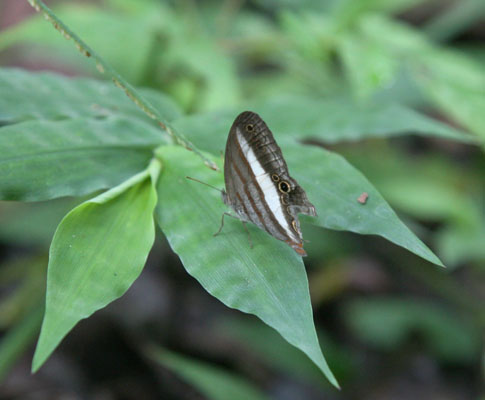 Cissia metaleuca - The One-banded Satyr