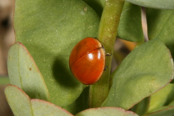 Coccinella novemnotata - The Nine-spotted Ladybird Beetle, spotless form