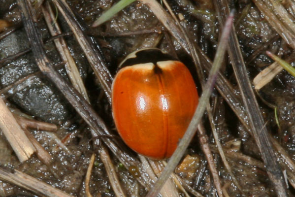 Coccinella novemnotata - The Nine-spotted Ladybird Beetle, spotless form