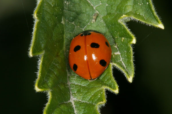 Coccinella septempunctata