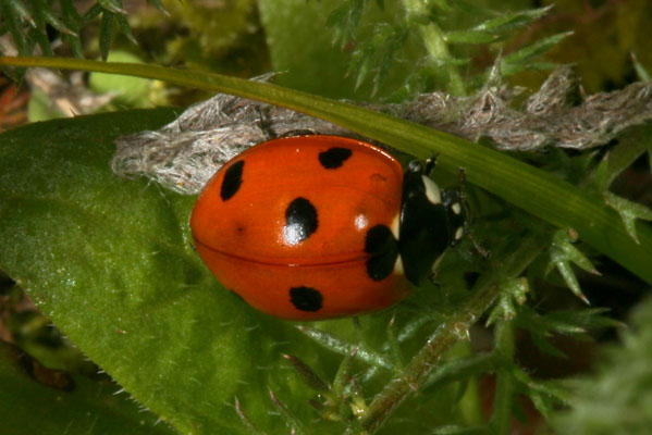 Coccinella septempunctata