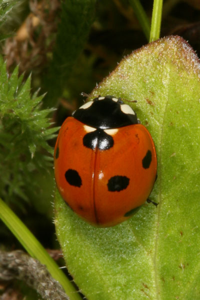 Coccinella septempunctata