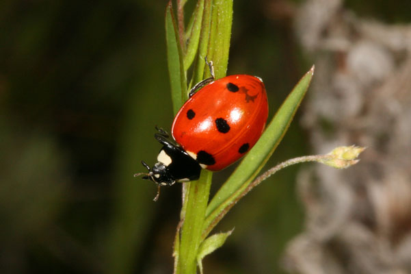 Coccinella septempunctata