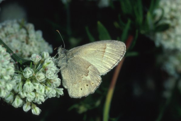 Coenonympha tullia california - The California Ringlet