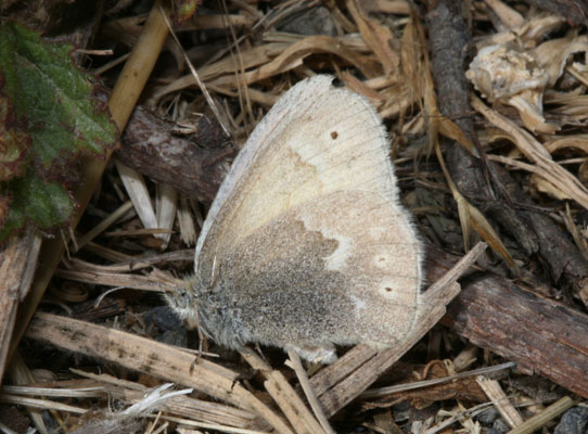 Coenonympha tullia california - The California Ringlet