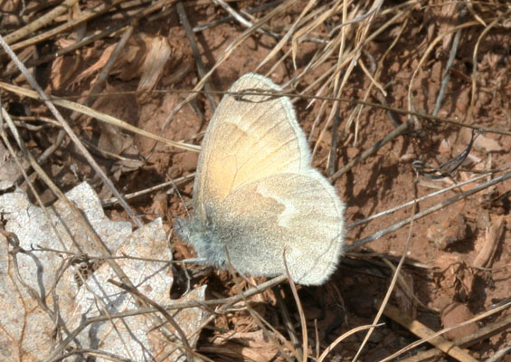 Coenonympha tullia eryngii - The Common Ochre Ringlet