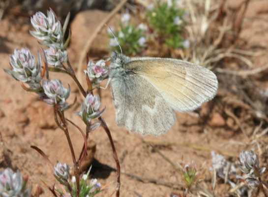 Coenonympha tullia eryngii - The Common Ochre Ringlet