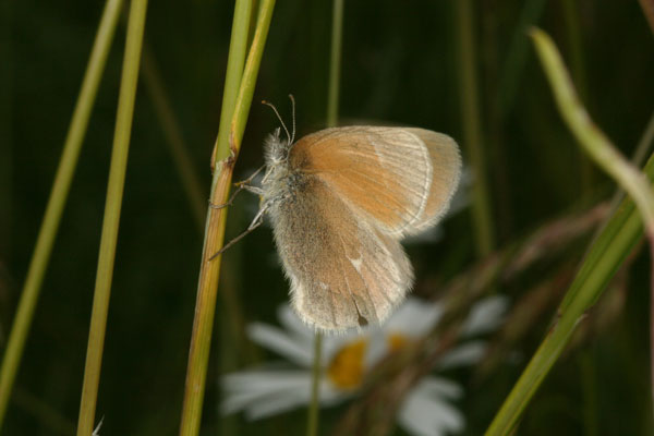 Coenonympha tullia eunomia - The Common Ochre Ringlet