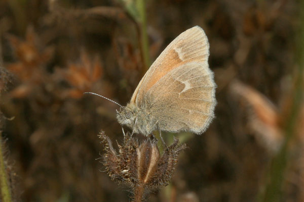 Coenonympha tullia eunomia - The Common Ochre Ringlet