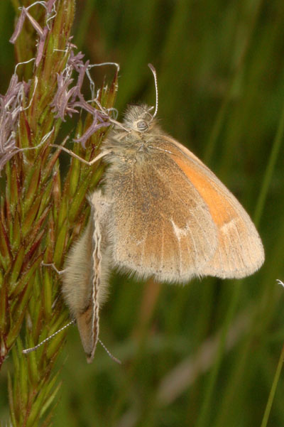 Coenonympha tullia eunomia - The Common Ochre Ringlet