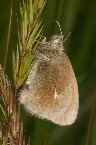 Coenonympha tullia eunomia - The Common Ochre Ringlet