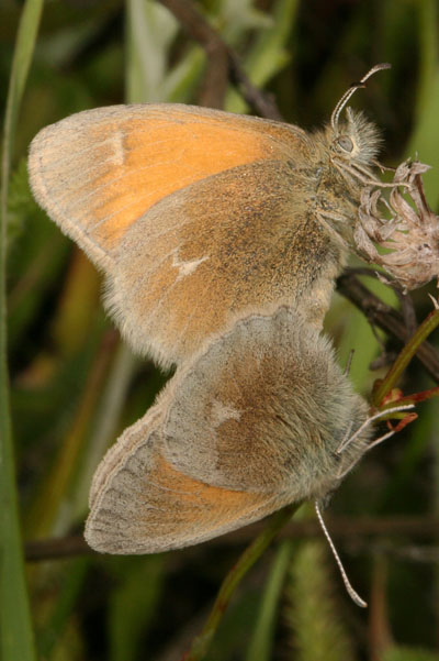 Coenonympha tullia eunomia - The Common Ochre Ringlet