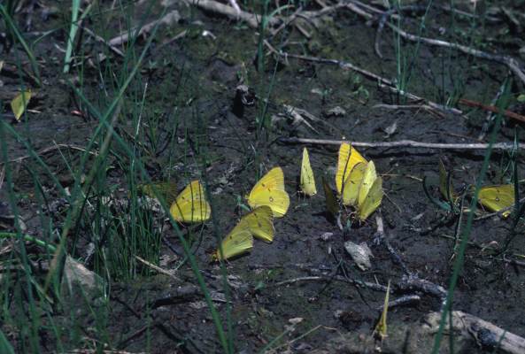 Colias eurytheme - The Orange Sulphur