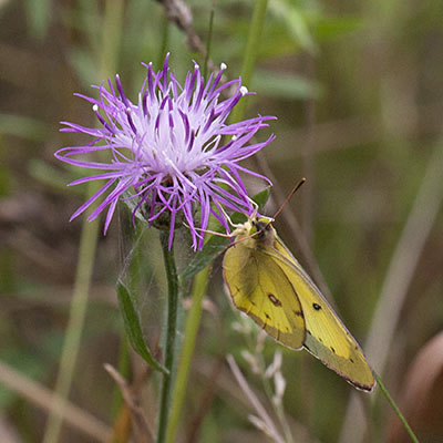 Colias eurytheme - The Orange Sulphur