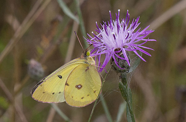 Colias eurytheme - The Orange Sulphur