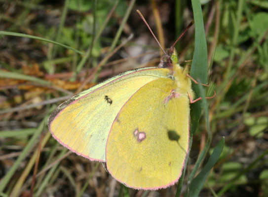 Colias o. occidentalis - The Western Sulphur