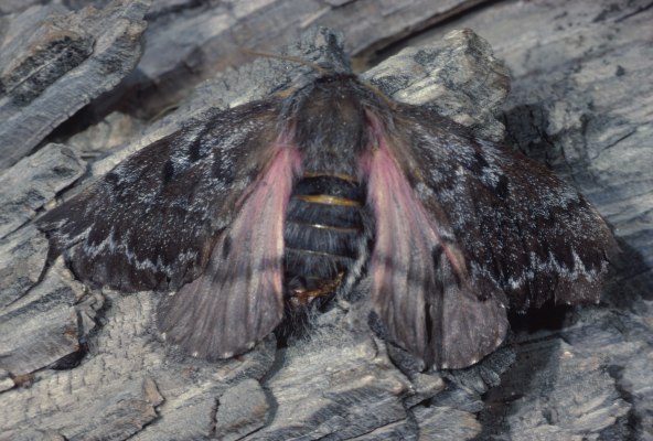 Coloradia pandora (The Pandora Moth)
