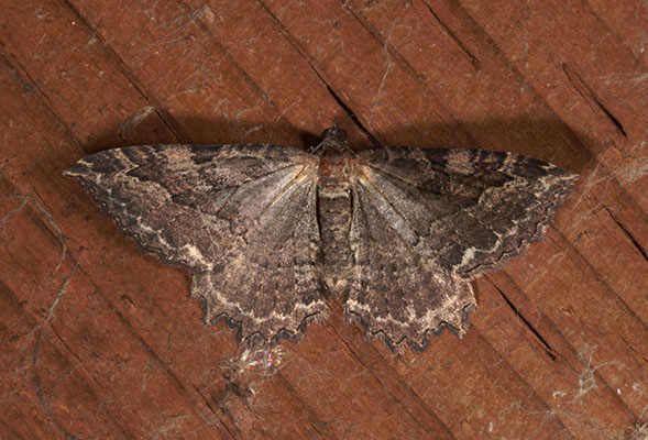 Coryphista meadii - The Barberry Geometer