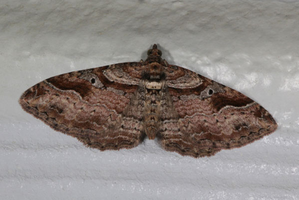 Costaconvexa centrostrigaria - The Bent-line Carpet Moth