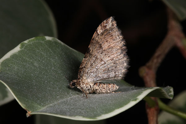 Costaconvexa centrostrigaria - The Bent-line Carpet Moth