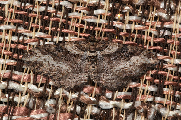 Costaconvexa centrostrigaria - The Bent-line Carpet Moth