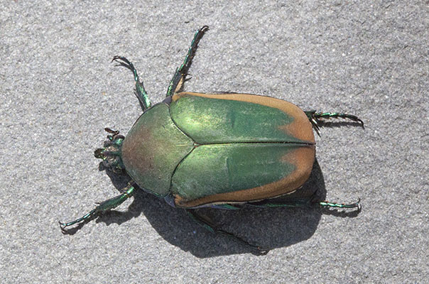 Cotinis mutabilis - The Figeater Beetle