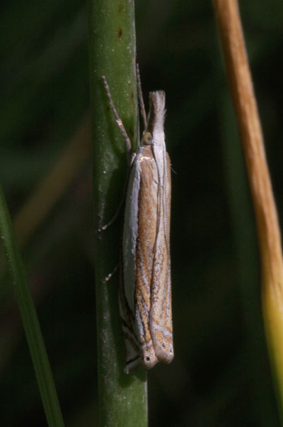 Crambus pascuella - The Inlaid Grass-veneer