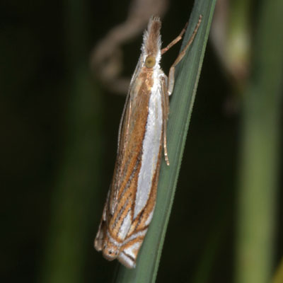 Crambus pascuella - The Inlaid Grass-veneer