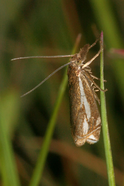 Crambus whitmerellus - Whitmer's Sod Webworm Moth