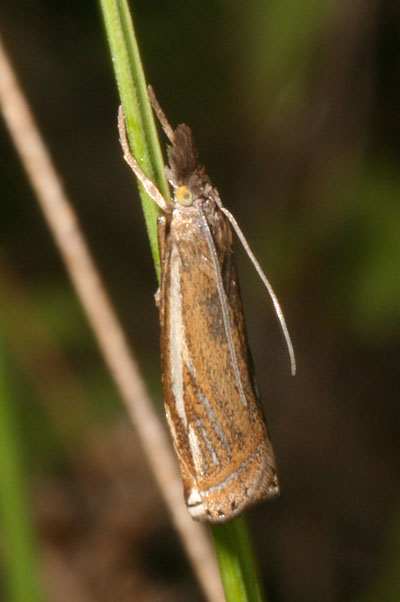 Crambus whitmerellus - Whitmer's Sod Webworm Moth