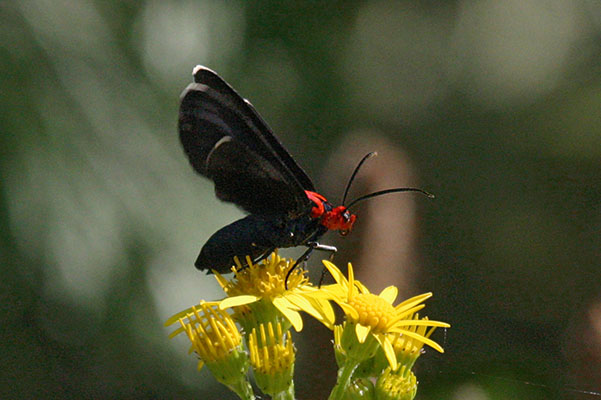 <I>Ctenucha rubroscapus</I> - The Red-shouldered Ctenucha