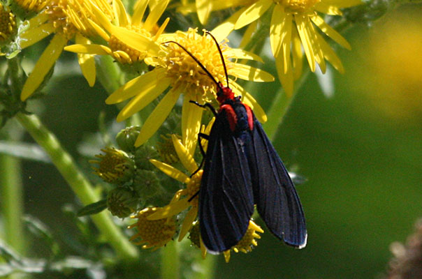 <I>Ctenucha rubroscapus</I> - The Red-shouldered Ctenucha