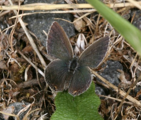 Cupido amyntula amyntula (The Western Tailed Blue)