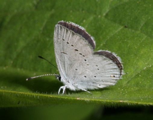 Cupido amyntula amyntula (The Western Tailed Blue)