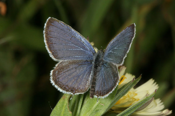 Cupido amyntula amyntula (The Western Tailed Blue)