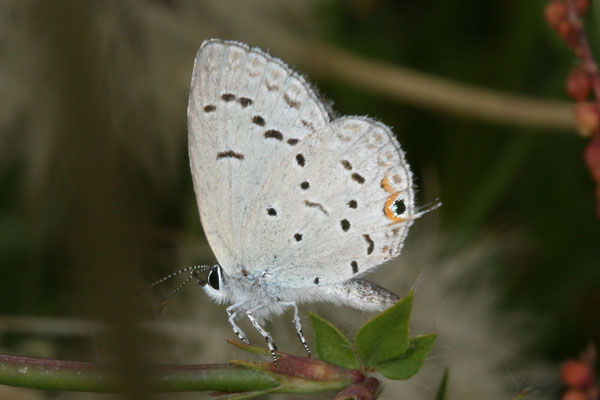 Cupido comyntas sissona - The Eastern Tailed Blue