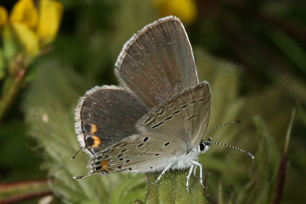 Cupido comyntas sissona - The Eastern Tailed Blue