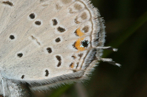 Cupido comyntas sissona - The Eastern Tailed Blue