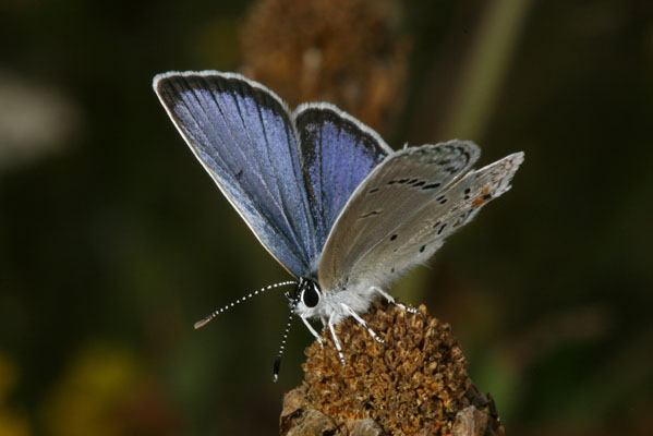 Cupido comyntas sissona - The Eastern Tailed Blue