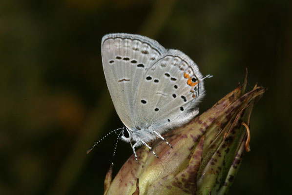 Cupido comyntas sissona - The Eastern Tailed Blue