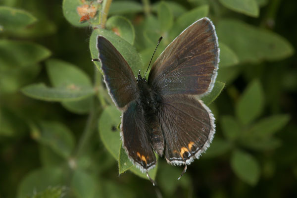 Cupido comyntas sissona - The Eastern Tailed Blue