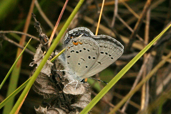 Cupido comyntas sissona - The Eastern Tailed Blue