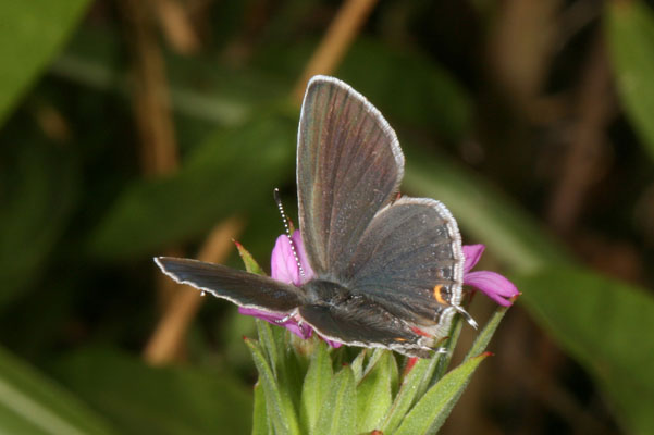 Cupido comyntas sissona - The Eastern Tailed Blue