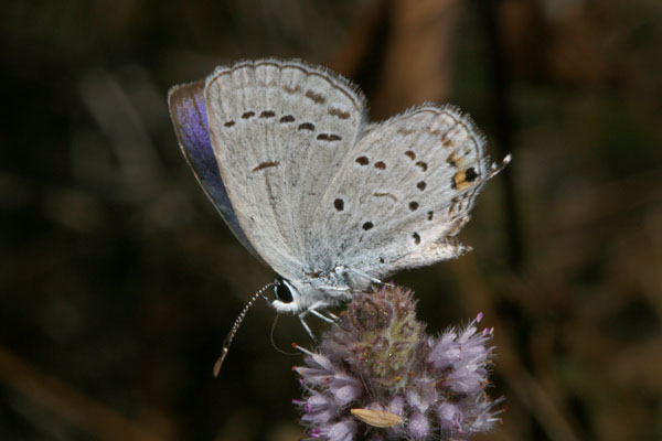 Cupido comyntas sissona - The Eastern Tailed Blue