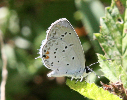 Cupido comyntas texanus - The Eastern Tailed Blue