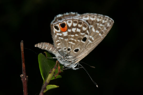 Cyclargus thomasi woodruffi - Thomas's Blue