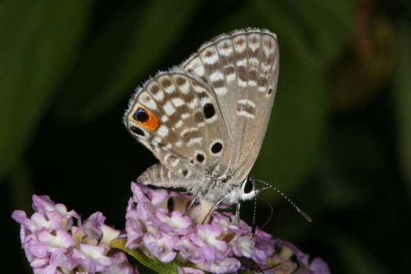 Cyclargus thomasi woodruffi - Thomas's Blue