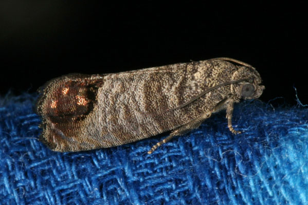 Cydia pomonella - The Codling Moth